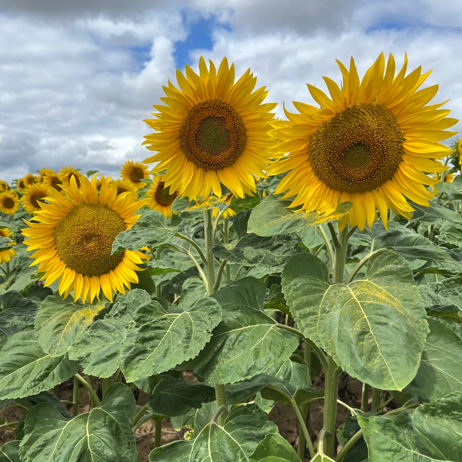three yellow sunflowers against a blue sky enjoying the French sunshine