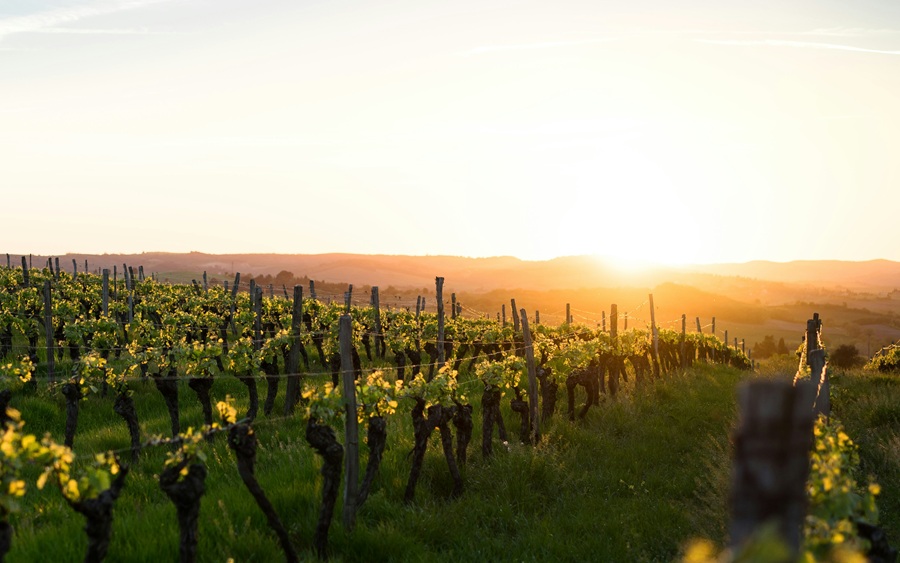 A vineyard at sunrise