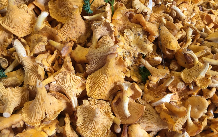 Close up of chanterelle mushrooms on a market stall