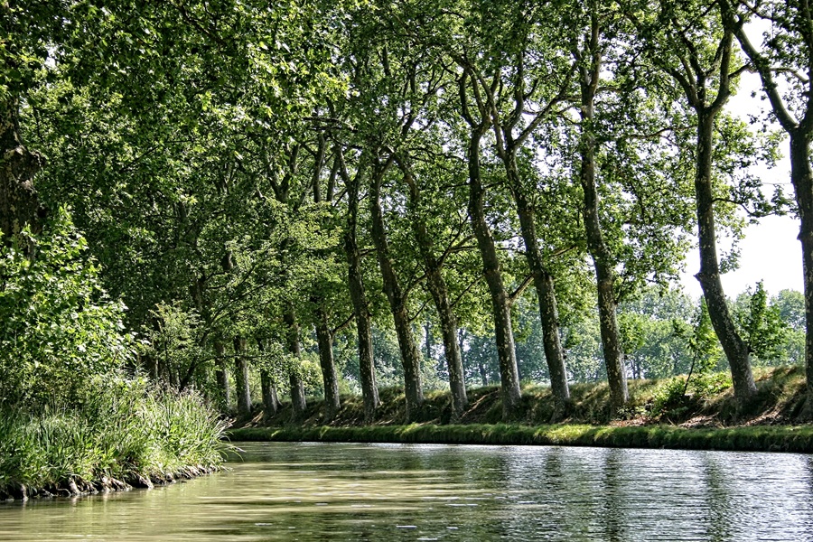Tranquil scenery on the Canal du Midi, lined by plane trees