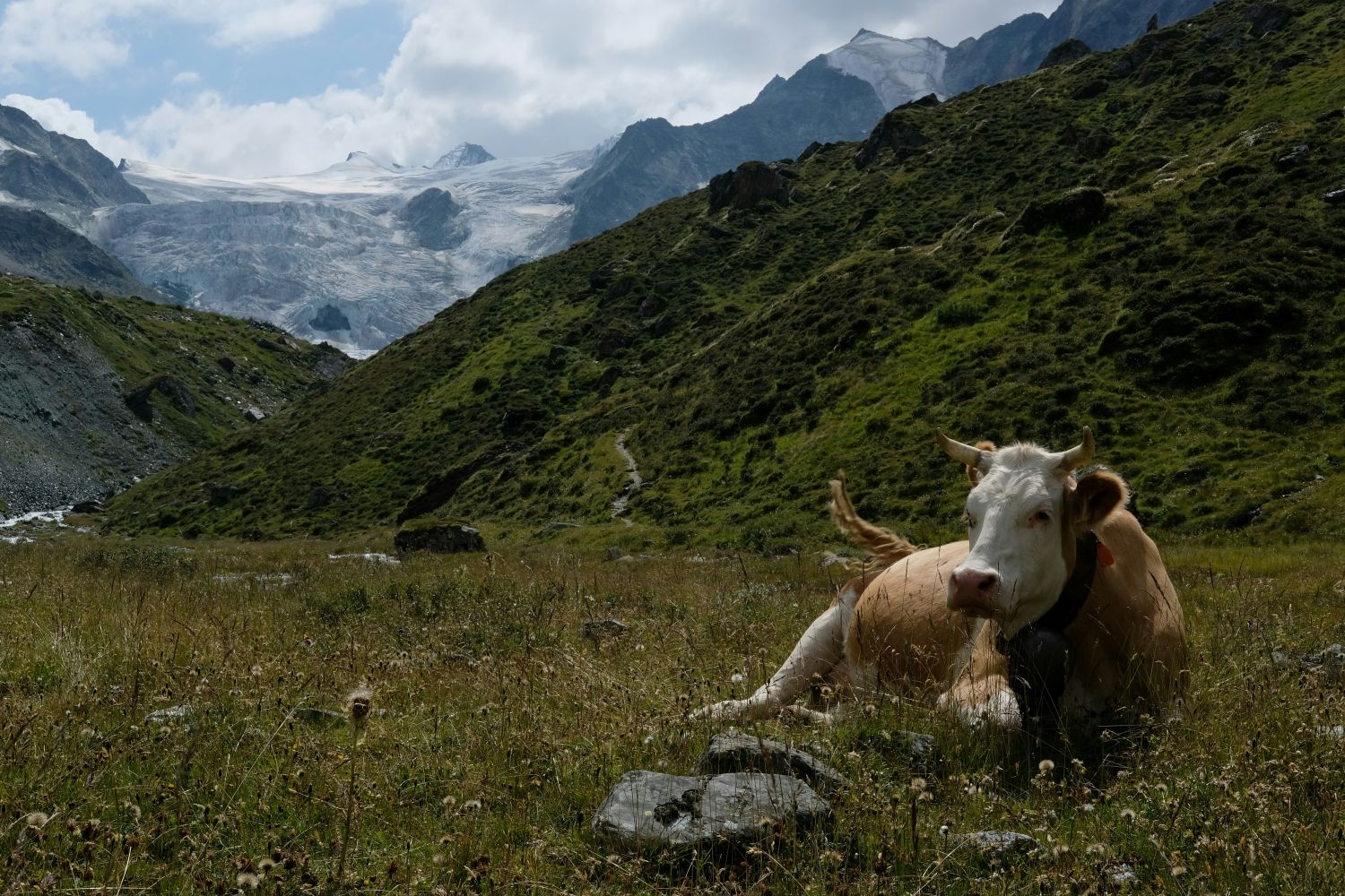 a reclining cow sitting in an alpine meadow