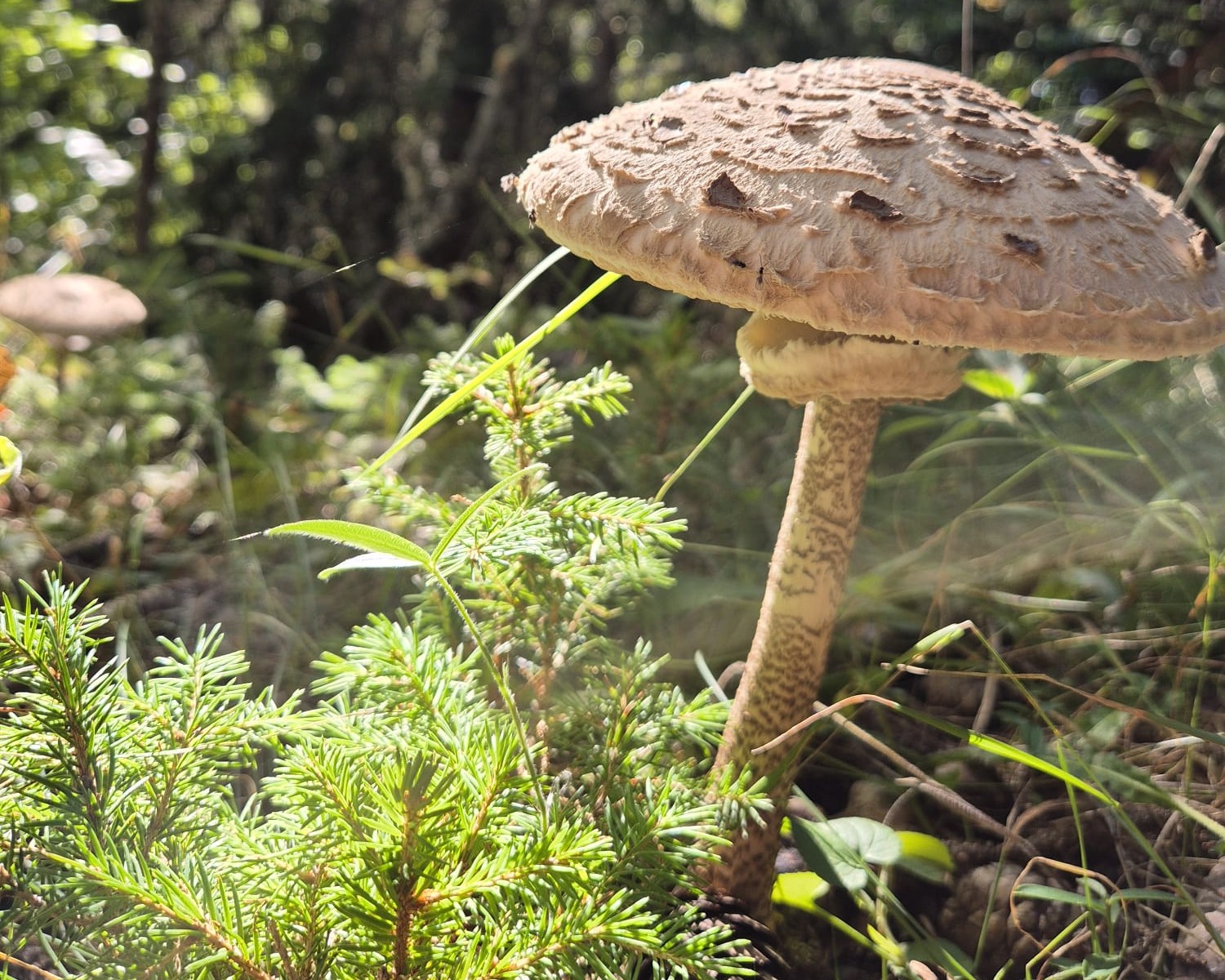 wild mushroom growing in an alpine forest
