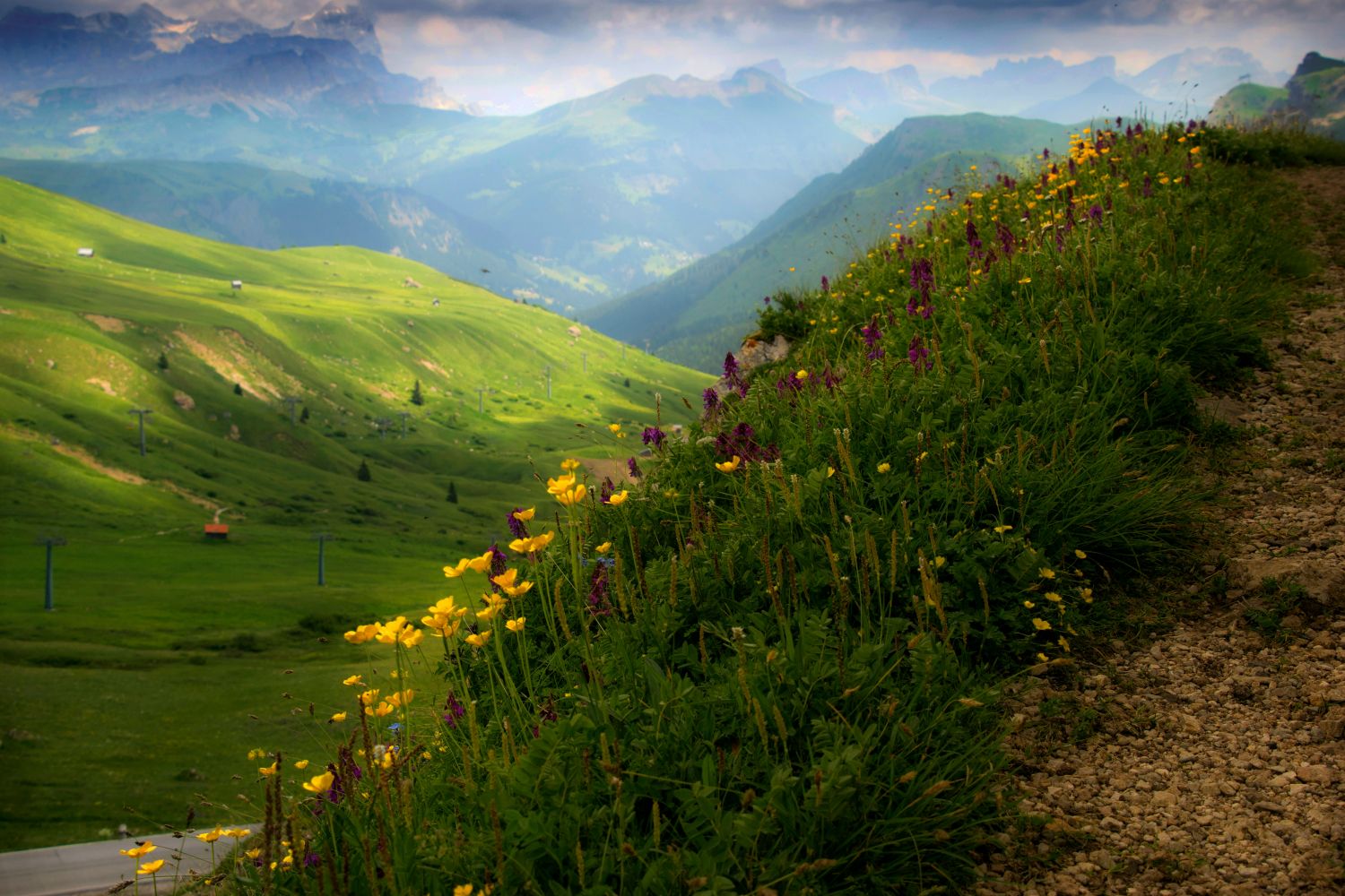 Alpine meadow flowers with mountains in the background