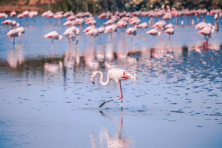 Flamingoes Provence Camargue