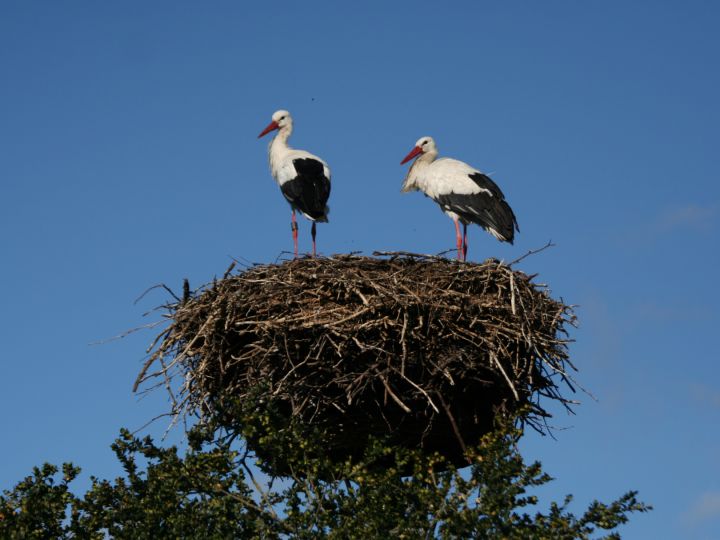 storks on bike tour