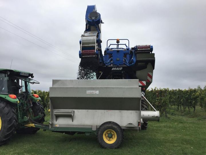 La Tour De Chollet Grape harvest