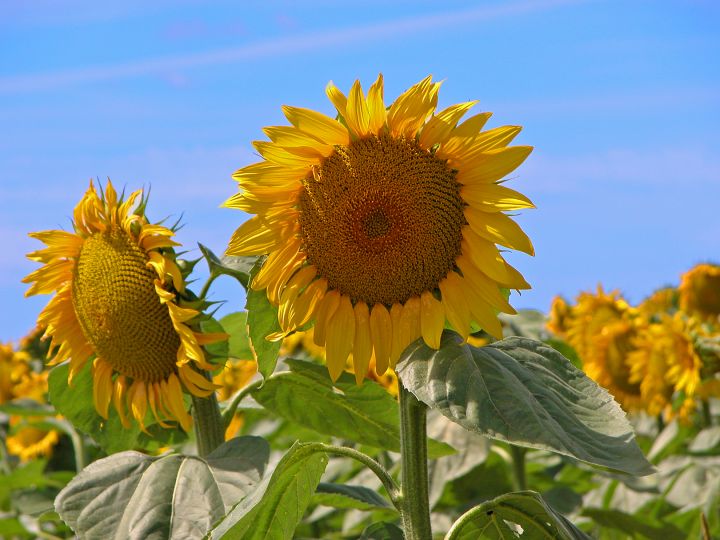 sunflowers on french bike trip